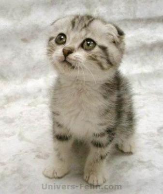 des coms silvouplé !!!!!!!!!!!!!!...........